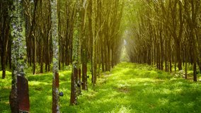 Video UltraHD - Panning to the right across symmetrical rows of rubber trees on a plantation in Thailand. Asia. Rays of sunlight angling through the branches.