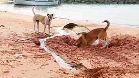 Brown dog digging sand on the beach./Brown Dog digging and White dogs are viewed with suspicion.