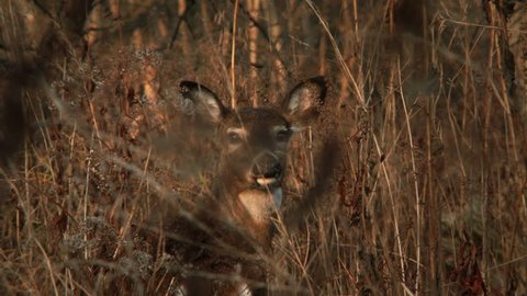 Clip of white-tailed deer in the wild filmed in high definition