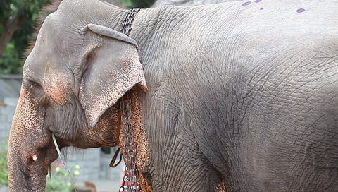 Sri Lanka, Colombo, March, 19,2014 - Elephant tied by farmer
