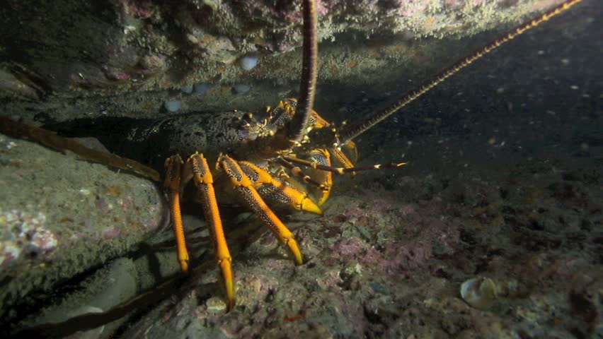 Video Stok Spiny Crayfish Lobster Sheltering Under 100 Tanpa Royalti 8149900 Shutterstock