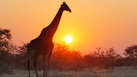giraffe stand in the savanna the starts walking crossing the frame at the sunset with sun in the background uhd 4k