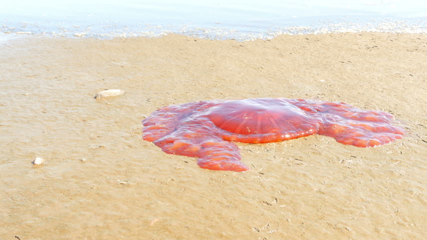 Dead Jellyfish On A Sandy Stock Footage Video 100 Royalty Free Shutterstock