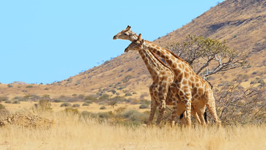 Giraffes Fighting for Dominance Mating Stock Footage Video (100%