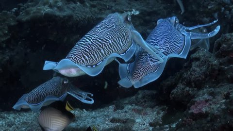 Three male Cuttlefish compete to mate with female.