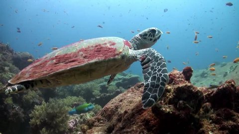 Sea Turtle swimming over coral reef in Similan Islands, Thailand. This is a Hawksbill Turtle the more rare cousin of the Green.