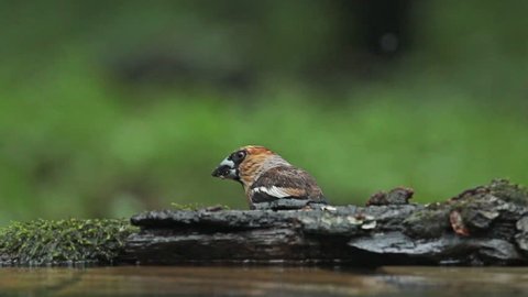 Hawfinches eating seeds near to the forest pond, under summer rain, Coccothraustes coccothraustes