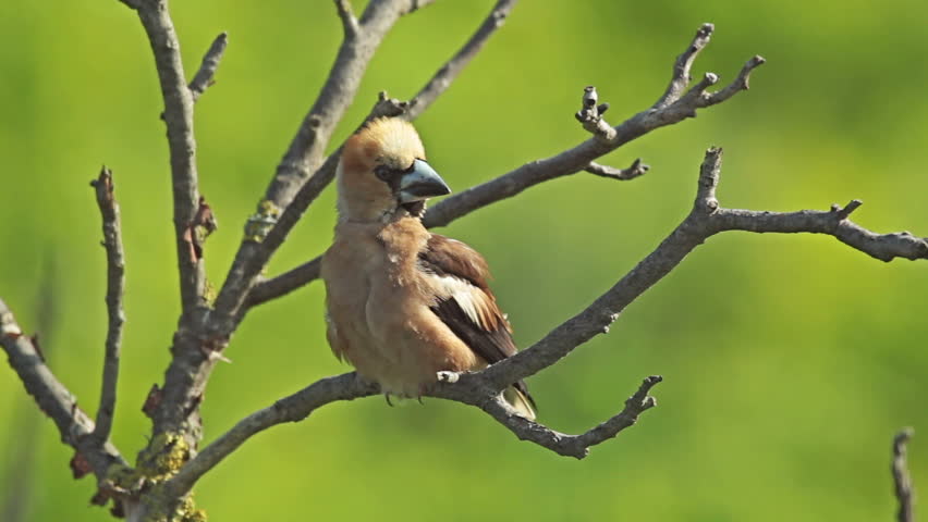 Hawfinch landed on a branch on top of the forest tree. Green blurred background with morning sunrise light, Coccothraustes coccothraustes