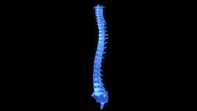 Full 1080p HD video of a human spine slowly spinning for a 15 second seamless loop. includes alpha channel