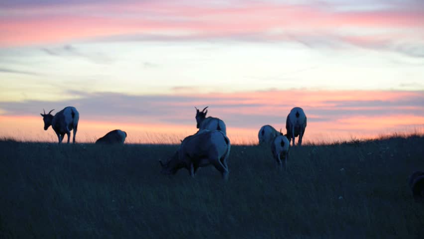 Bighorn Sheep against Sunset Sky Badlands National Park South Dakota