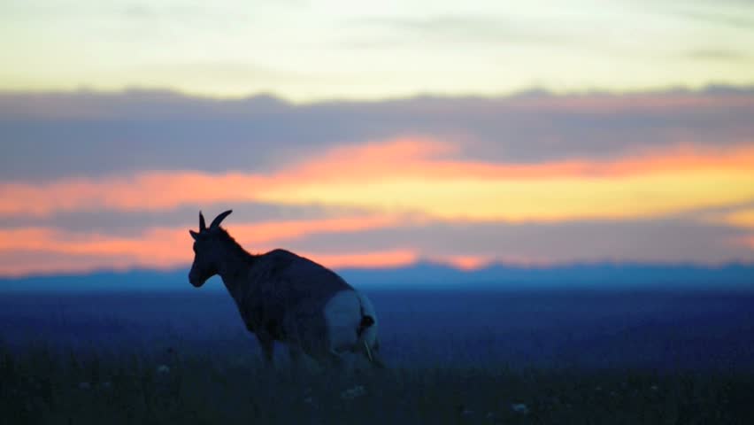 Bighorn Sheep against Sunset Sky Badlands National Park South Dakota