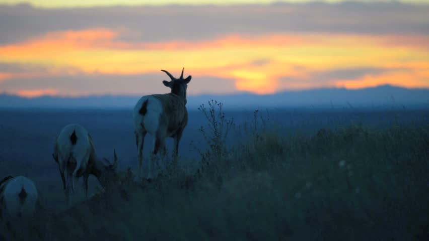 Bighorn Sheep against Sunset Sky Badlands National Park South Dakota