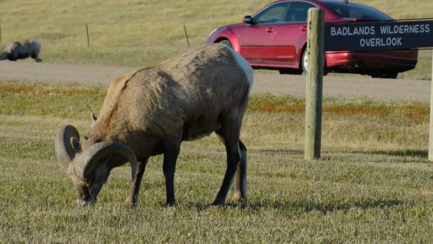 Bighorn Sheep near the road Badlands South Dakota National Park