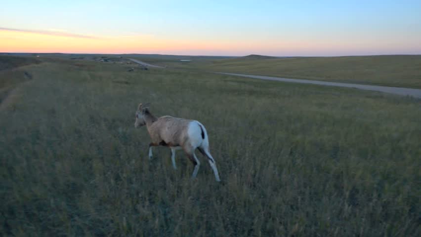 Bighorn Sheep Badlands South Dakota National Park