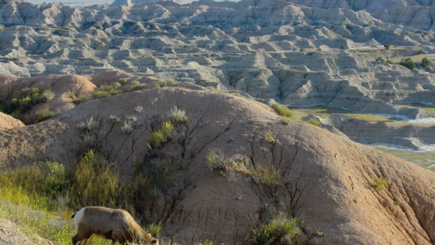Bighorn Sheep Badlands South Dakota National Park