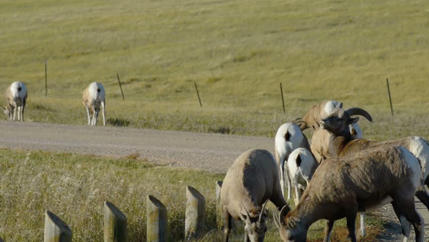 Bighorn Sheep near the road Badlands South Dakota National Park