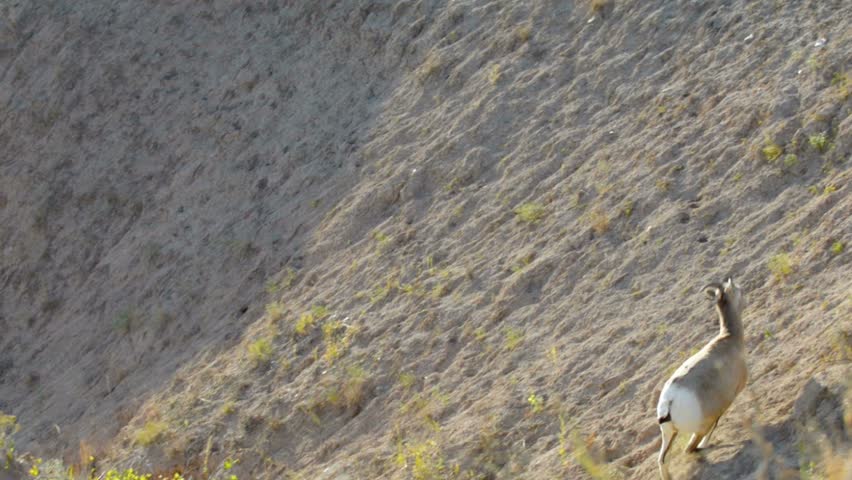 Badlands Bighorn Sheep running up the hill in Badlands National Park