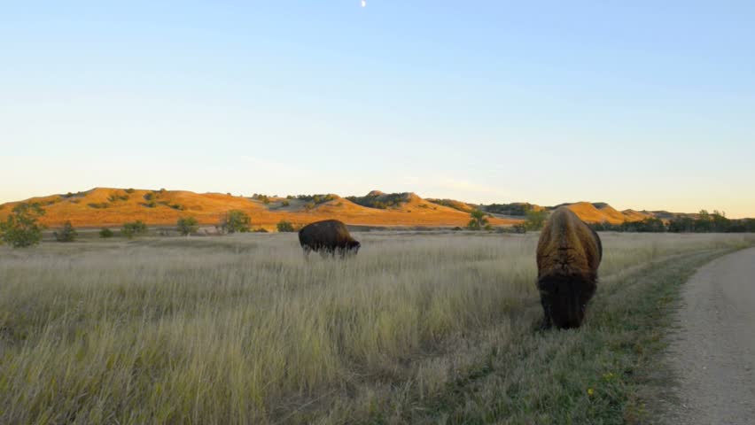 Wild Buffalo roaming near the campground in the Badlands National Park South Dakota
