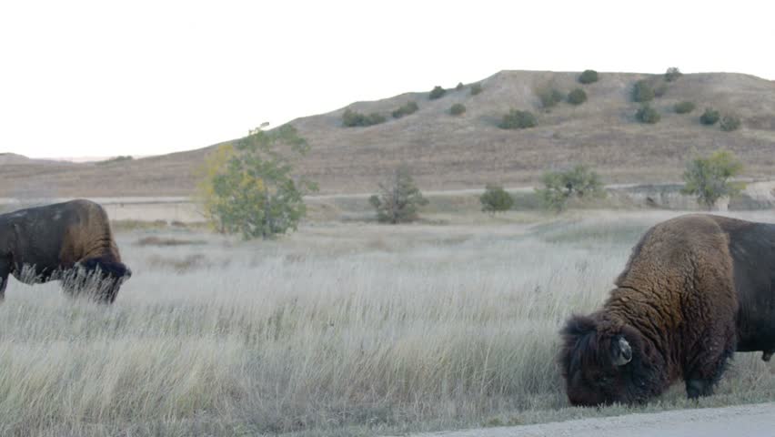 Wild Buffalo roaming near the campground in the Badlands National Park South Dakota