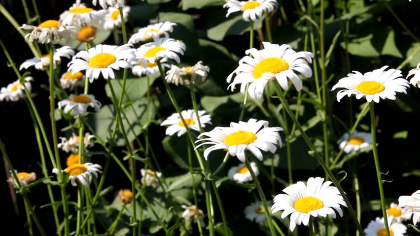 chamomile flowers swaying in the wind