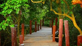 Video 1080p - Tourist strolls among the trees along an elevated wooden walkway constructed on stilts over the river in Cambodia. Asia.