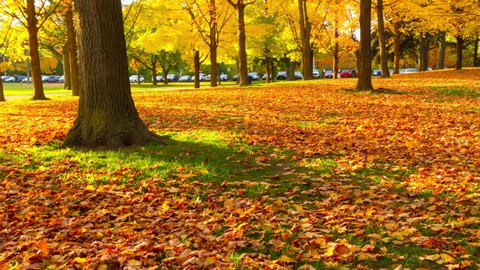 4k Timelapse of beautiful Autumn landscape of sunset colored trees and rust-colored leaves that covers the ground