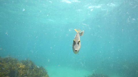 Curious leatherjacket fish underwater at Goat Island marine reserve, New Zealand