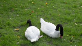 Couple of black-necked swans, Cygnus melancoryphus, grazing on green grass background. Excellent representative of the South America nature. Wild beauty of the amazing web foot birds in the HD clip.
