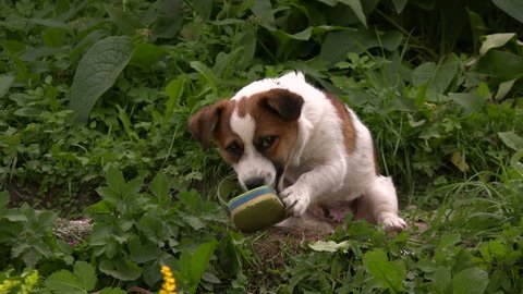 Dog plays with shoe in a backyard 