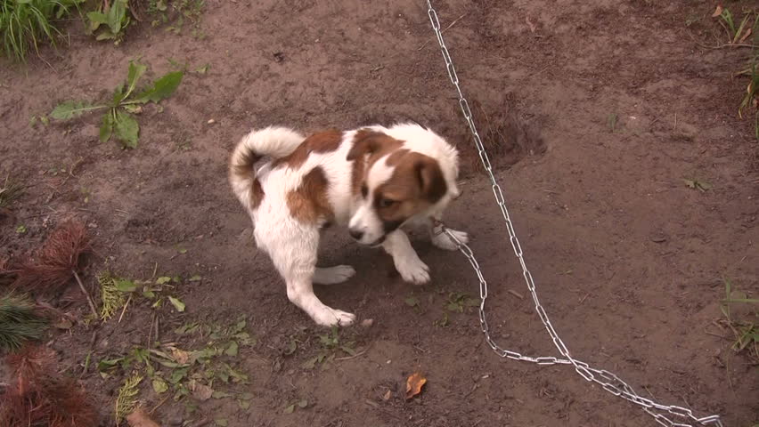 Dog Plays with Tail in Stock Footage Video (100% Royalty-free) 817177 | Shutterstock