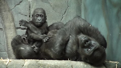 Gorilla baby, sitting on his mother, which likes kissing his doodle. A kid, that is going to be great ape, the most dangerous and biggest monkey of the world. Beauty of the wildlife in the HD footage.