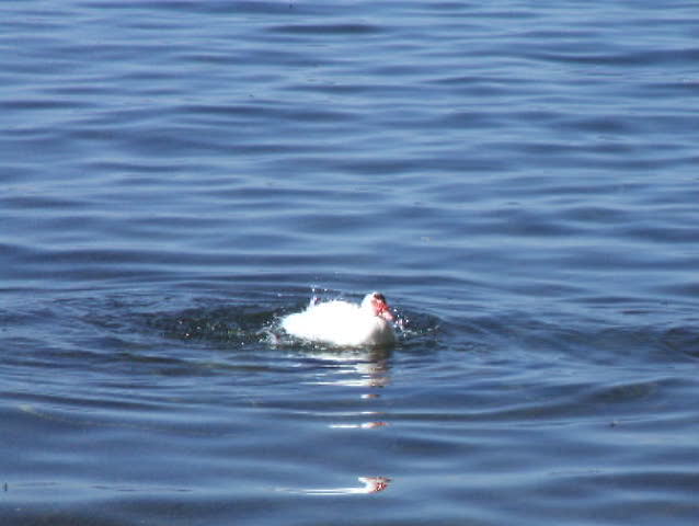 Geese swimming and playing in the lake water