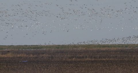Snow geese in the wild