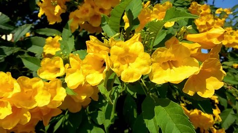 Beautiful yellow flowers in the wind