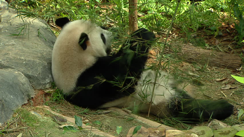 Panda lying and eating in Zoo