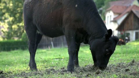 Black bull cow feeding grass on a farmyard. Slow motion shoot of a black bull cow feeding and eating green grass on a countryside field of farmyard