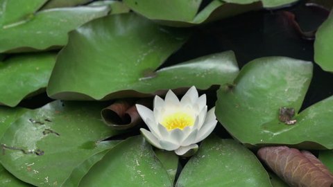 Shoot of a water lily. Close up shoot of a white water lily and green leaves in a small lake full of other plants