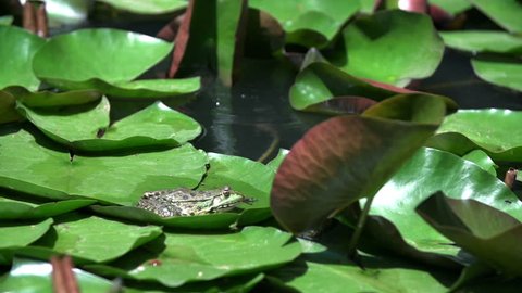 Frog on the water lily leaf. Slow motion shoot of a frog on the water lily green leaf in nature on a small lake