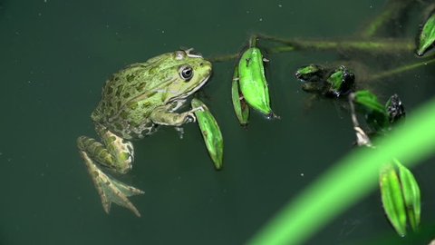Frog swimming in a muddy lake. Frog swimming in a muddy lake with plants and other animals
