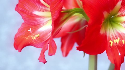 Amaryllis flower close up