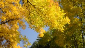Golden leaves of Fall