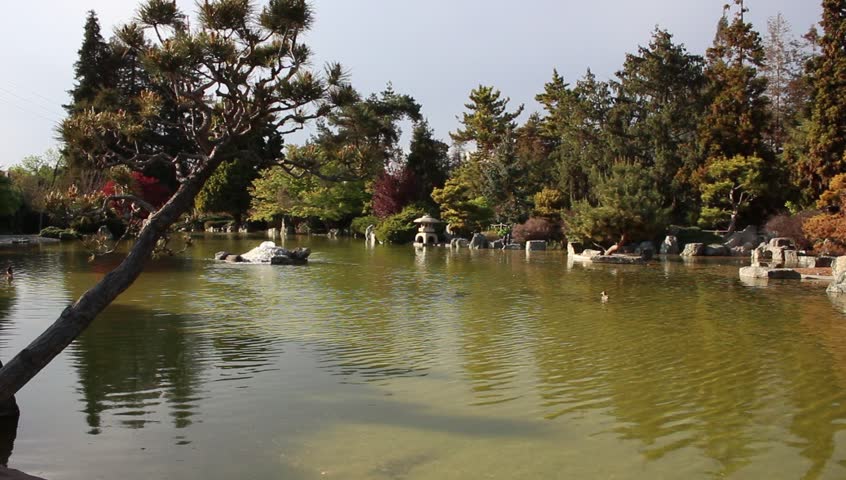 Japanese Garden with Pond and Trees