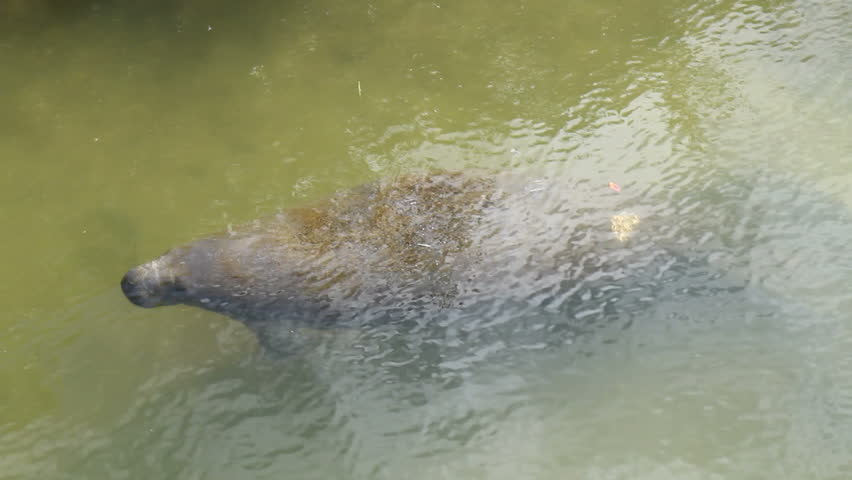 West Indian or Florida manatee (Trichechus manatus latirostris) comes up for a breath of air then submerges again in shallow water