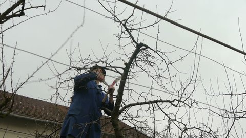Low angle zoom in on Gardener when pruning the fruit tree branch.