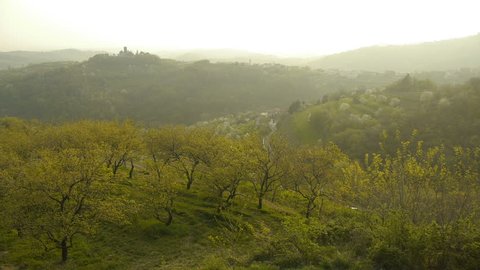 Aerial pass over peach plantation trees, early in the spring with green hills at background. Shoot late afternoon.
