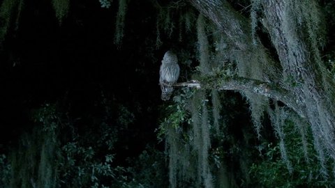 An owl sits in a tree at night