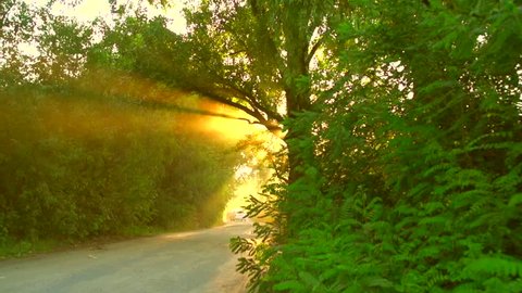 Sunlight rays through trees. Beautiful view of road through the green wood. Amazing morning forest with the rays of shining sun passing over trees. Slow motion.High speed camera 240 fps, HD 1080p 