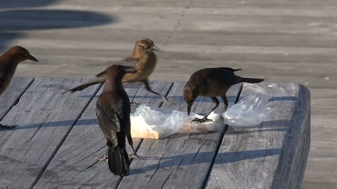 Great tailed grackle birds fight over food on park bench, SC, USA