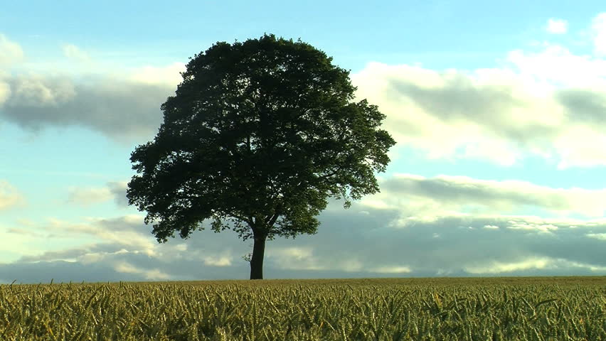 Tree in Wheat field