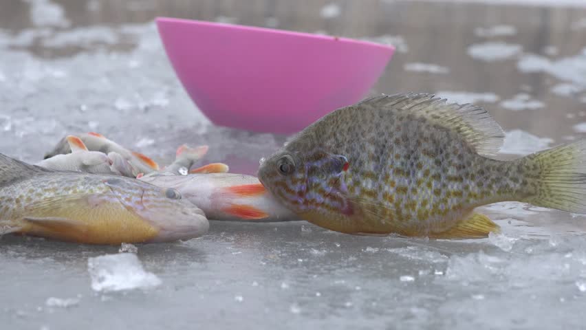 Fish big ruff on the ice of river in winter